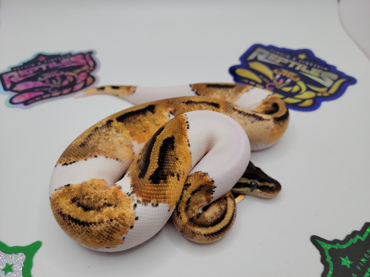 superman12191's tweet photo. Pastel Pied Het Ultramel ball python #ballpythonlove #ballpythons #flexin&amp;finessinreptiles🦎🐍🐢 #flexfam #snakesarefriends #snakesoftiktok #snakesofinstagram https://t.co/nnqaEKoC58