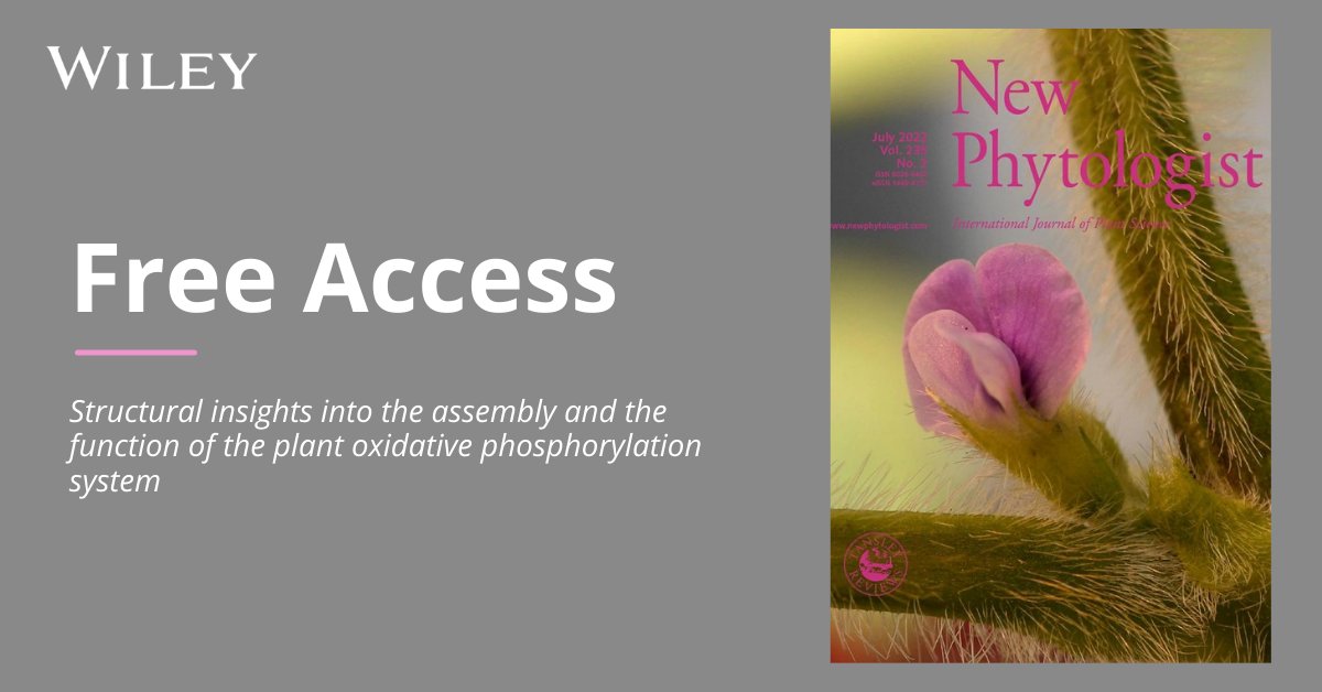 The last step of mitochondrial ATP synthesis is performed by the oxidative phosphorylation (OXPHOS) system.

<a href="/NewPhyt/">New Phytologist</a>'s latest Tansley Review examines insights into the assembly and the function of the OXPHOS system ⬇️ ow.ly/ZGea50JIORv

<a href="/mm5200/">María Maldonado</a> <a href="/LettsScience/">James A. Letts</a> <a href="/CellPhysHalle/">Cell Physiology, Halle</a>