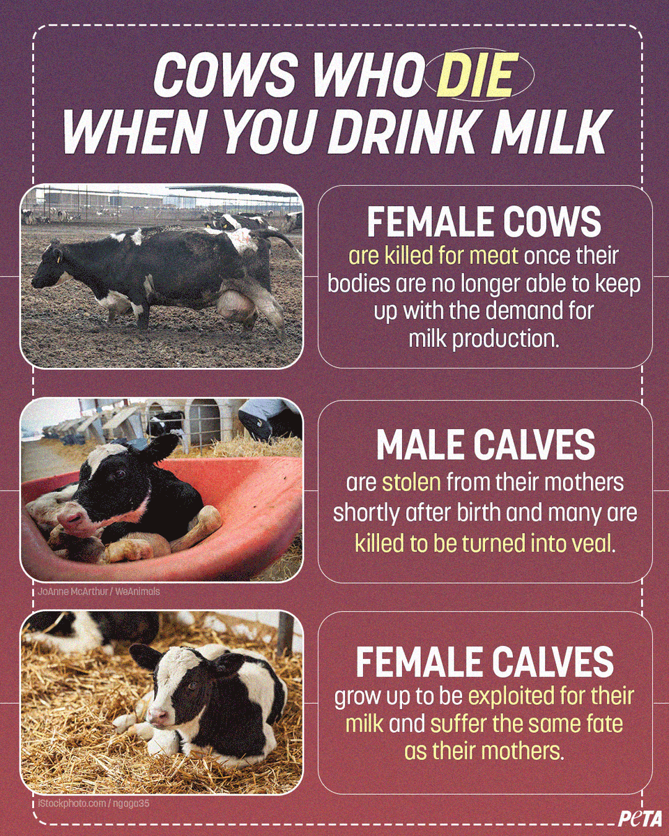 peta's tweet photo. If you eat dairy, you’re contributing to this. https://t.co/A7Q8TaqLIx