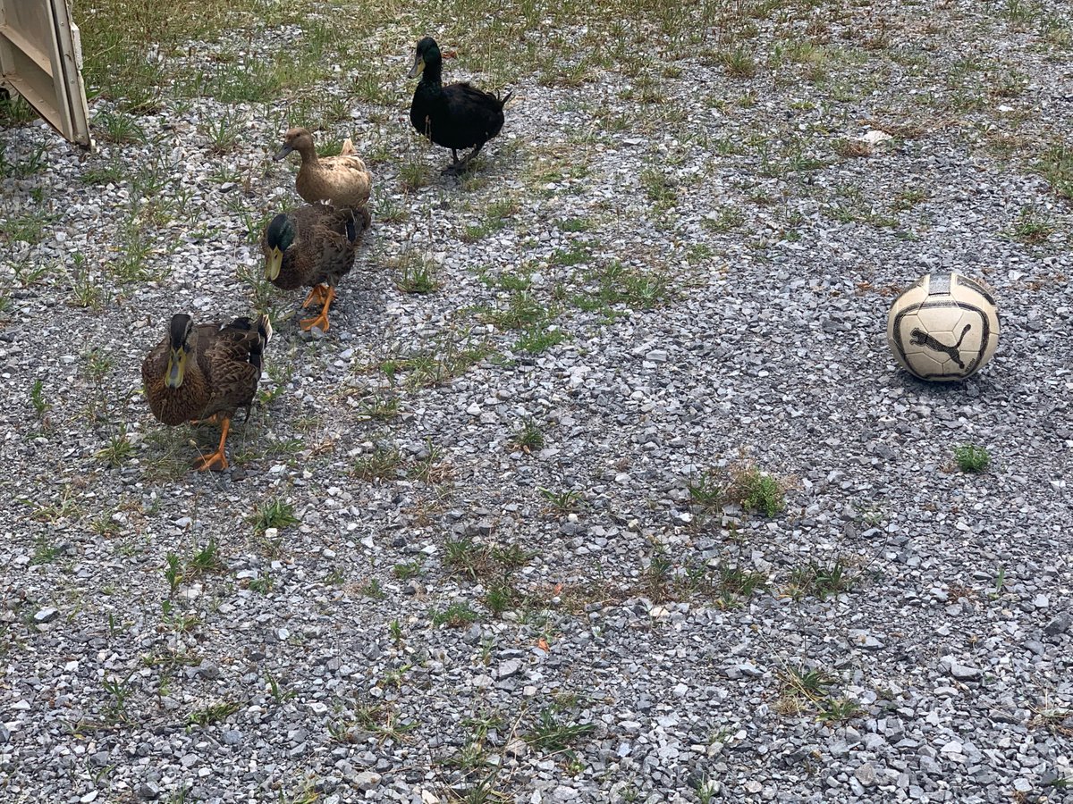 FCAllianceGK's tweet photo. These ducks have moved in next to our field. No word on what glove sizes they wear. If anyone wants to feed them tomorrow, bring appropriate supplies. We learned that they don't like cat food... https://t.co/3roJhGwoYP