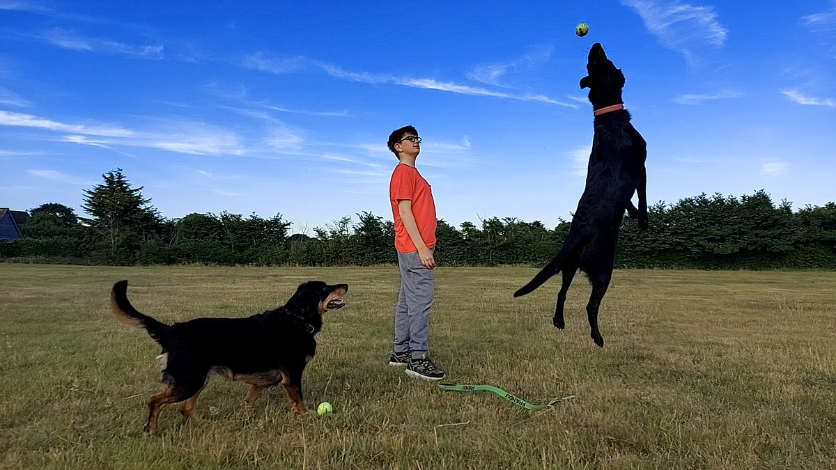 djperk1ns's tweet photo. How high can you jump Dexter ? #dogsoftwitter #jumpdog https://t.co/t5XFSasJrE