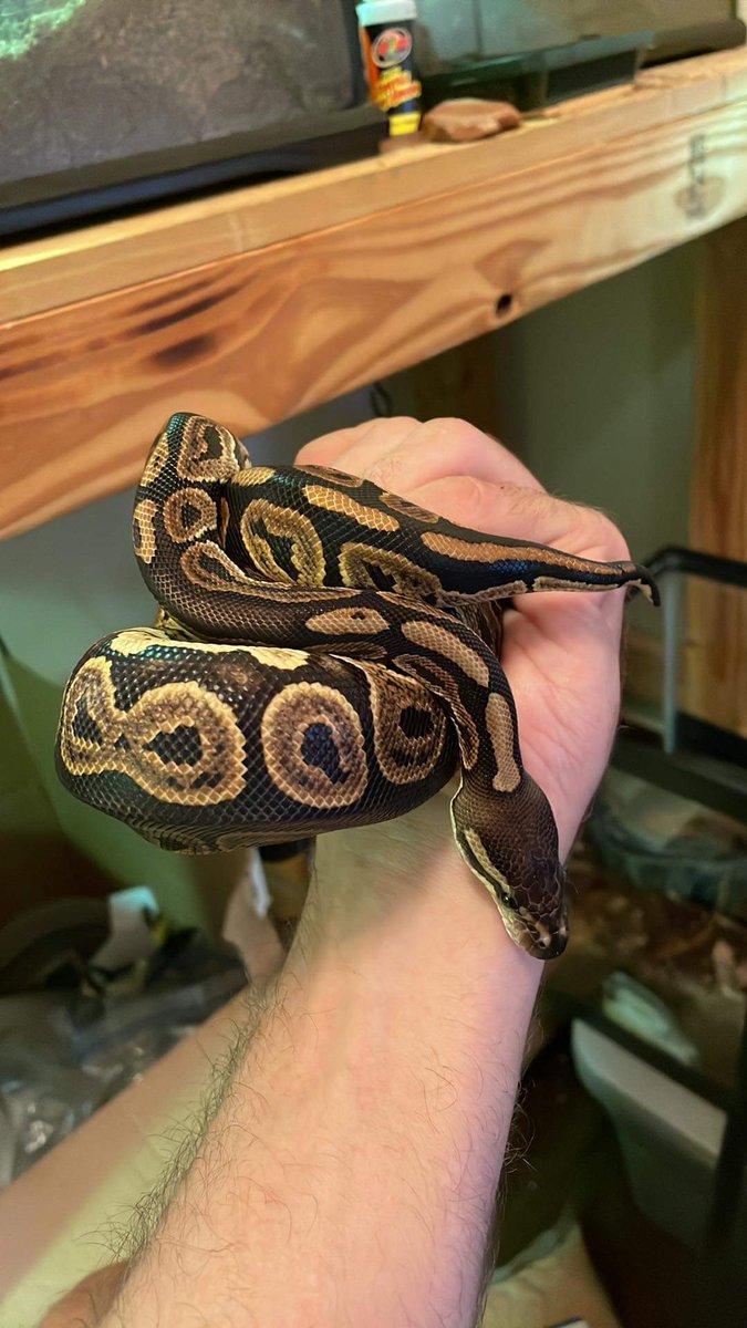 PurpleTurtles33's tweet image. Everyone... please allow me to introduce Miss Persephone Sayles-Grzegorski!! I haven't met her yet, she's in Milwaukee where she will live until D moves here but I'll get to meet her on Friday! #snakemom #meetpersephone #persephonesg #tailznscales #reptilemama