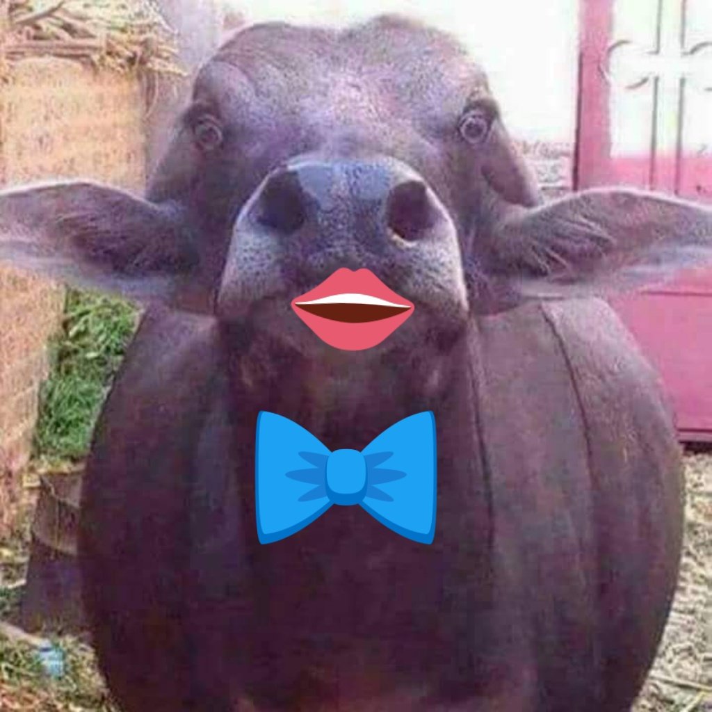#موقف_مع_جاموسة_العيد
ولنا موعد بعد أيام قليله ❤
ماتجيبي بوسه يا جاموسه 😂