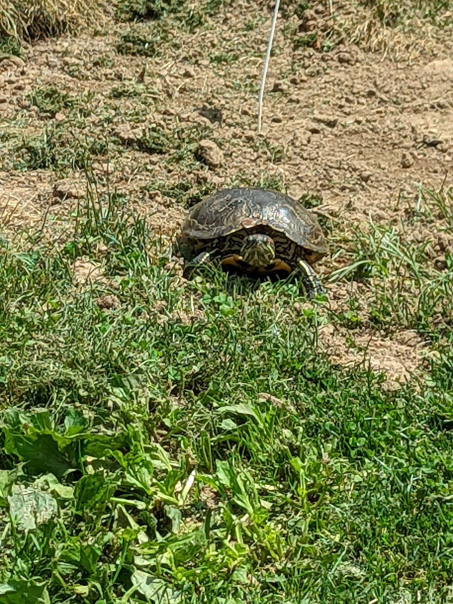pnixon18's tweet image. This turtle looked like it was having trouble navigating it's way out of this dirt. So we waited and watched. #CentralPark #TurtlePond 1/3