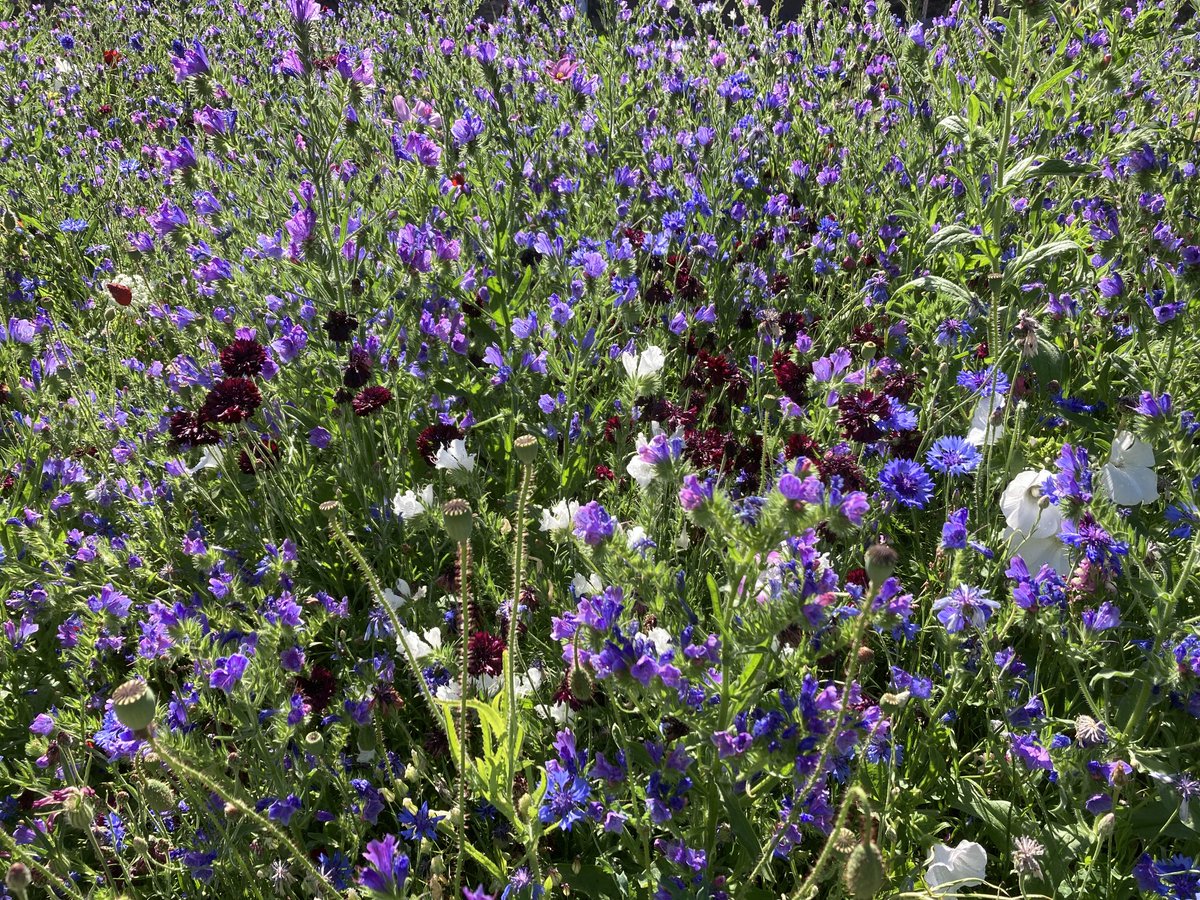 … and great to be able to appreciate the colour combinations close up #Superbloom ⁦@TowerOfLondon⁩ ⁦@NigelDunnett⁩ #QueensPlatinumJubilee #bloom hour