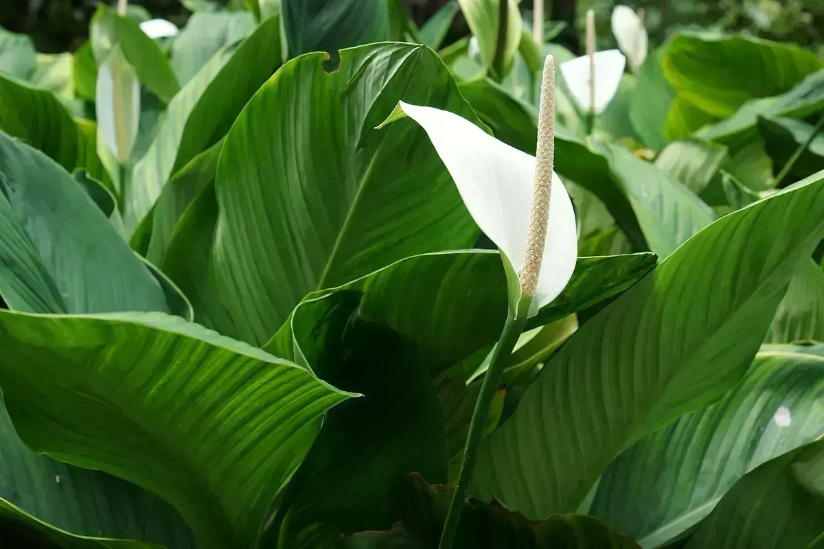 3 plants that will bloom indoors for you in fall and winter buff.ly/3JS9KaA <a href="/keithchi/">Keith Hiscock</a> #indoorhomeplants #indoorplants #africanviolets #peacelily #kalanchoe #greenthumb