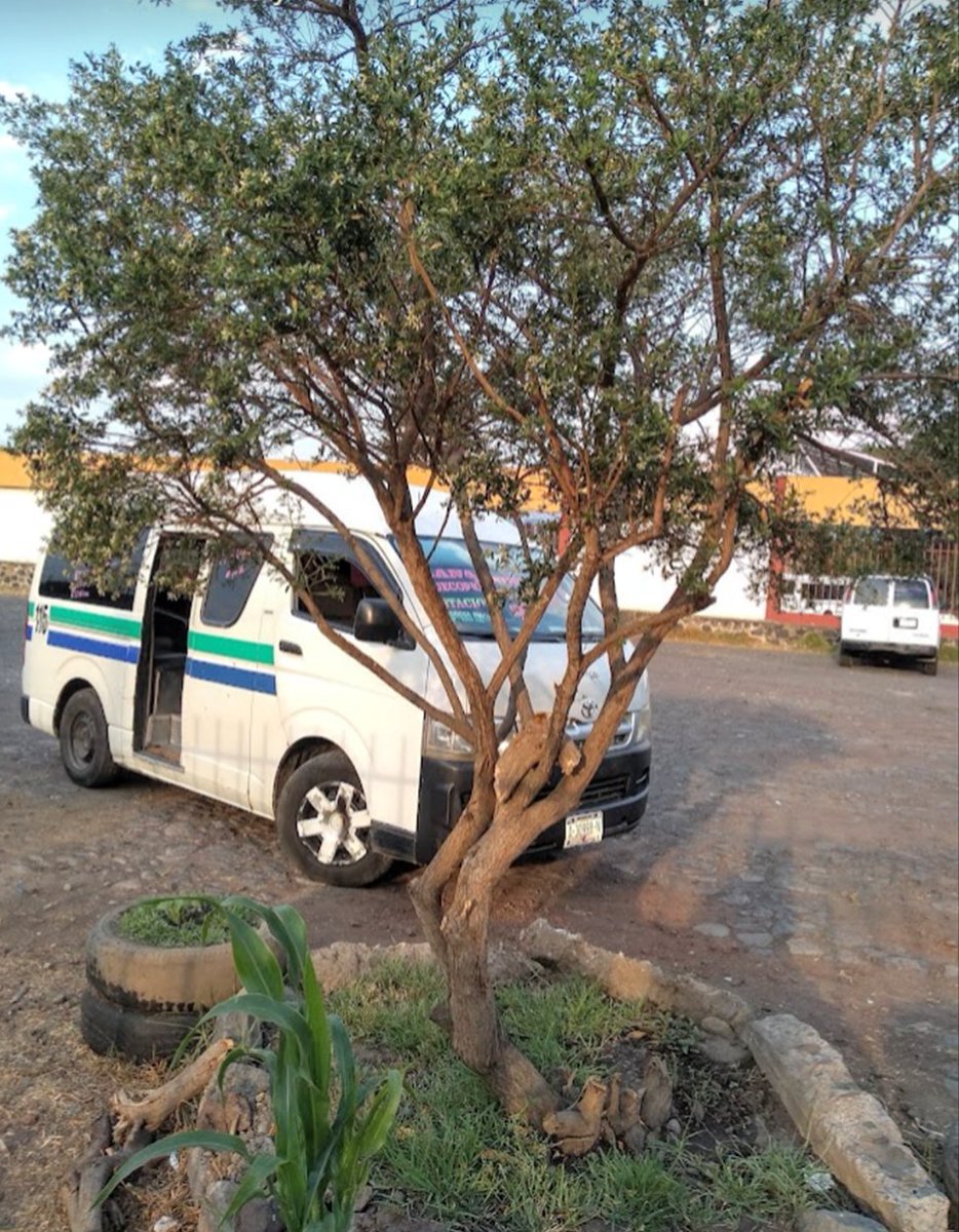TAsteraceae's tweet photo. Celebramos el #DíaMundialDelÁrbol con un bonito ejemplar de #Baccharis_heterophylla, usada como cerco vivo o #melífera. En #Asteraceae ¡también hay #árboles! 🌳🌻🐝
#Astereae #DaisyTree #honeyplant https://t.co/vrRTuIG5Xr