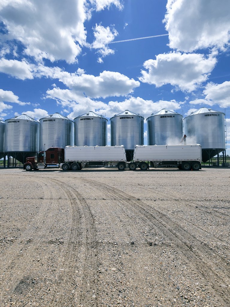 james_dyok's tweet image. A great day to be outside unloading canary seed @CanadaPurely lajord sk and then loading canary seed @Titanthinwall headed north to unload.
#kenworthw900L
#titantrailers
#dustyitchybirdseed
#thankafarmerforyourfood