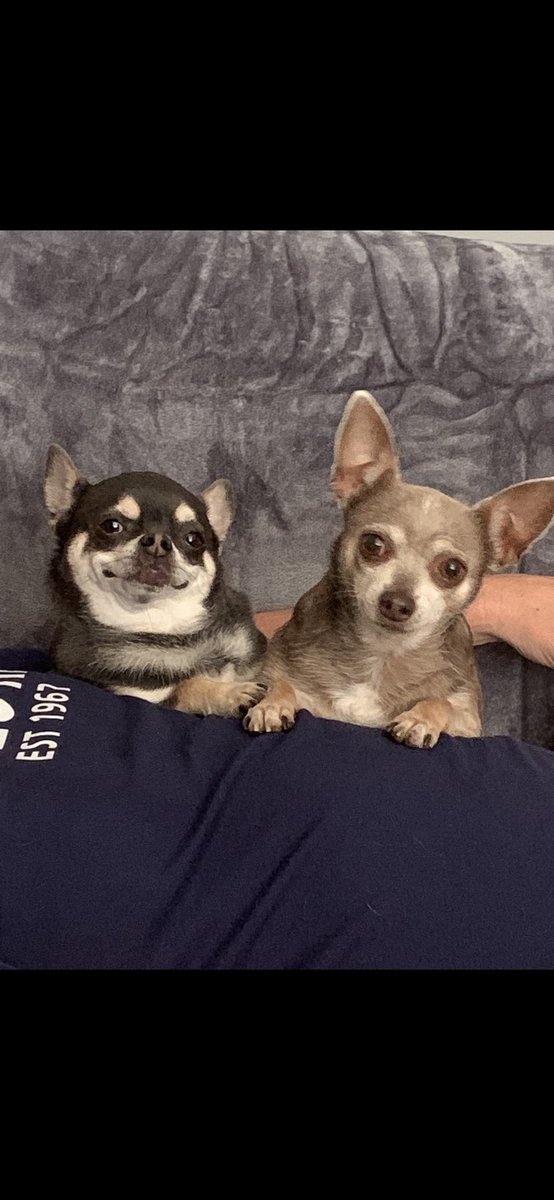 Happy little rescues 😍