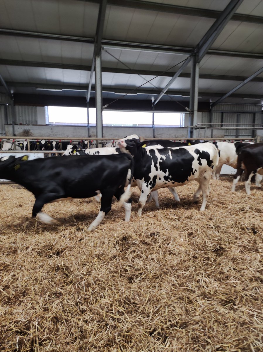 #ithalhayvandakalite #zoovethayvancılık Damızlık değeri yüksek ithal hayvanlarimiz bugün işletmenize teslim edildi