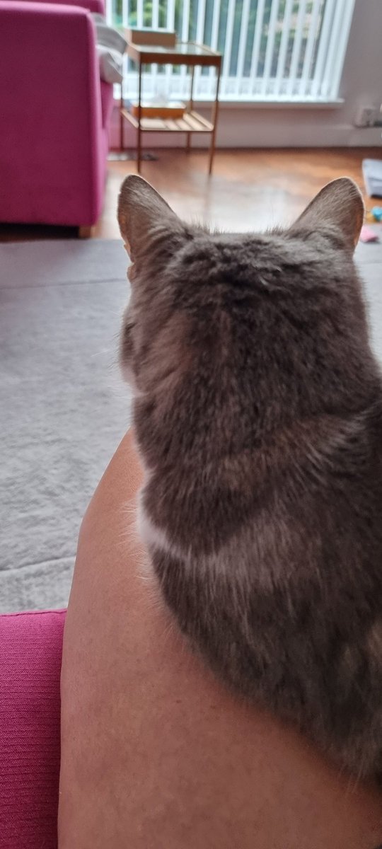 IamSarahStevens's tweet photo. Back on site more = Separation anxiety overload for this one π±. Endless cuddles needed. #furbaby #catseparationanxiety #veryvocal https://t.co/96y7m0uM3x