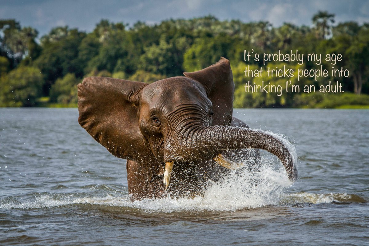 #elephant #ZambeziRiver