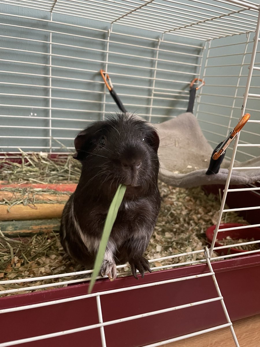 Sierralbee's tweet photo. I present to you, Zeb the Guinea Pig #SmallinShow #Contest https://t.co/FdivFfFimo