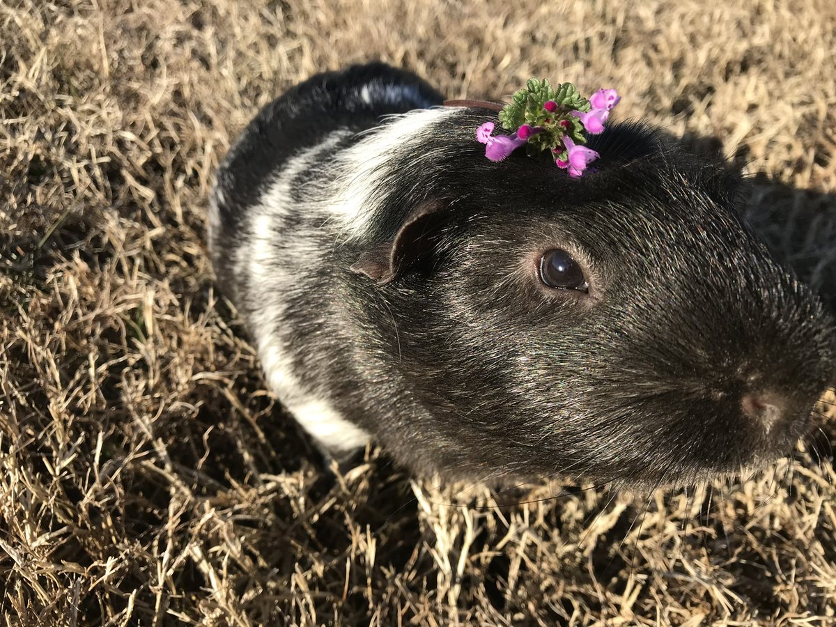 Sierralbee's tweet photo. I present to you, Zeb the Guinea Pig #SmallinShow #Contest https://t.co/FdivFfFimo