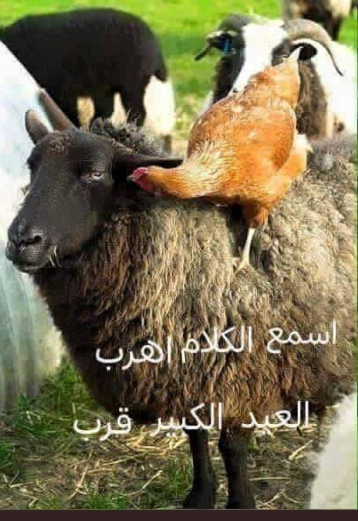#موقف_مع_جاموسة_العيد
العيد قرب كل سنه وانتم طيبين