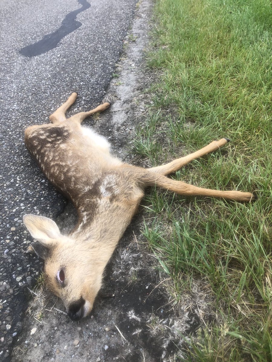 Na alle goed-nieuws verhalen over #reekalfjes nu ook dit, want ze redden het natuurlijk niet allemaal. De ene werd aangereden en ander lijkt door een hond gepakt.