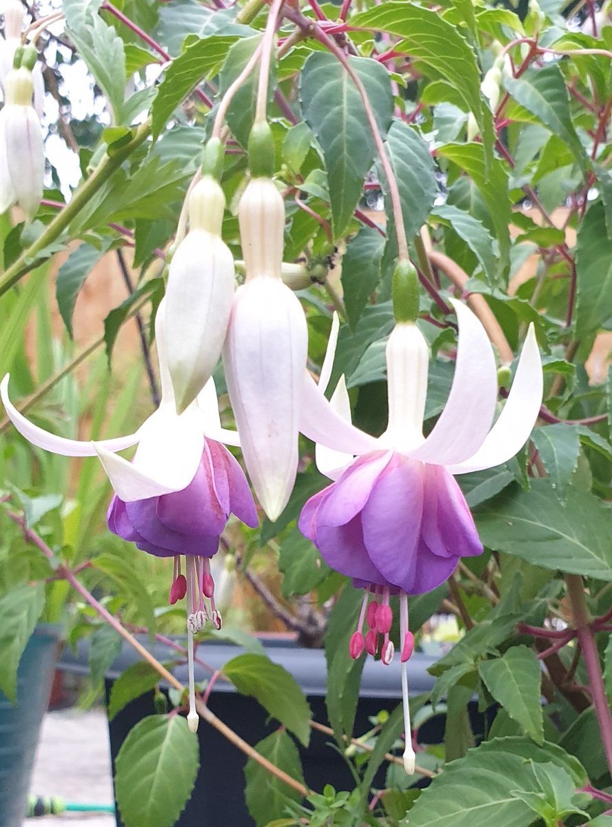 sangram2605's tweet photo. Fuchsia "Delta's Sarah" #Fuchsia #Dancingladies #flowerphotography https://t.co/FCZygfVSZF