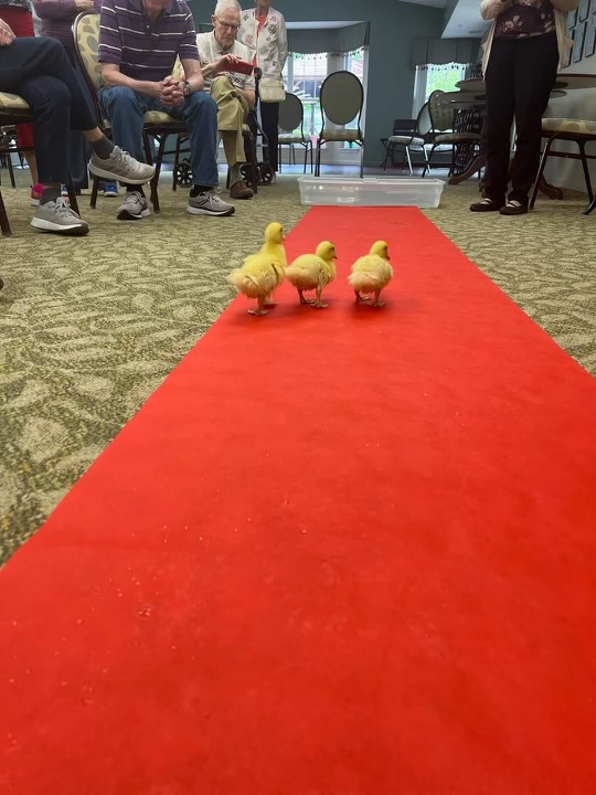 PeabodyMemphis's tweet photo. Ducklings were recently hatched at a Michigan Assisted Living Community. They stayed for 10 fun-filled days with the residents. Activities included snuggles, duck races and a red carpet duck march.
https://t.co/FTdqFIvXod https://t.co/rjeXDQnE5N