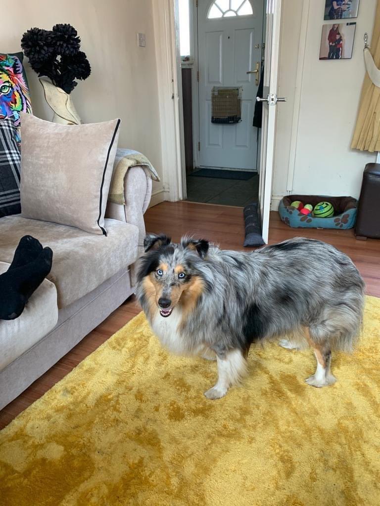 rosieDoc2's tweet photo. #findBonnie
NOT A #Spaniel she’s a blue Merle #sheltie
MISSING SINCE 30/5/22
She’s from #FARNWORTH BUT COULD BE IN SURROUNDING AREAS
#LittleHulton #OverHulton #CliftonCountryPark #MosesGateCountryPark #Linnyshaw #LittleLever #Burnden 🆘 please RT / 👀 https://t.co/koCdQTrUXt https://t.co/7hbSSTNudN