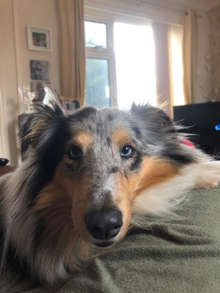 rosieDoc2's tweet photo. #findBonnie
NOT A #Spaniel she’s a blue Merle #sheltie
MISSING SINCE 30/5/22
She’s from #FARNWORTH BUT COULD BE IN SURROUNDING AREAS
#LittleHulton #OverHulton #CliftonCountryPark #MosesGateCountryPark #Linnyshaw #LittleLever #Burnden 🆘 please RT / 👀 https://t.co/koCdQTrUXt https://t.co/7hbSSTNudN