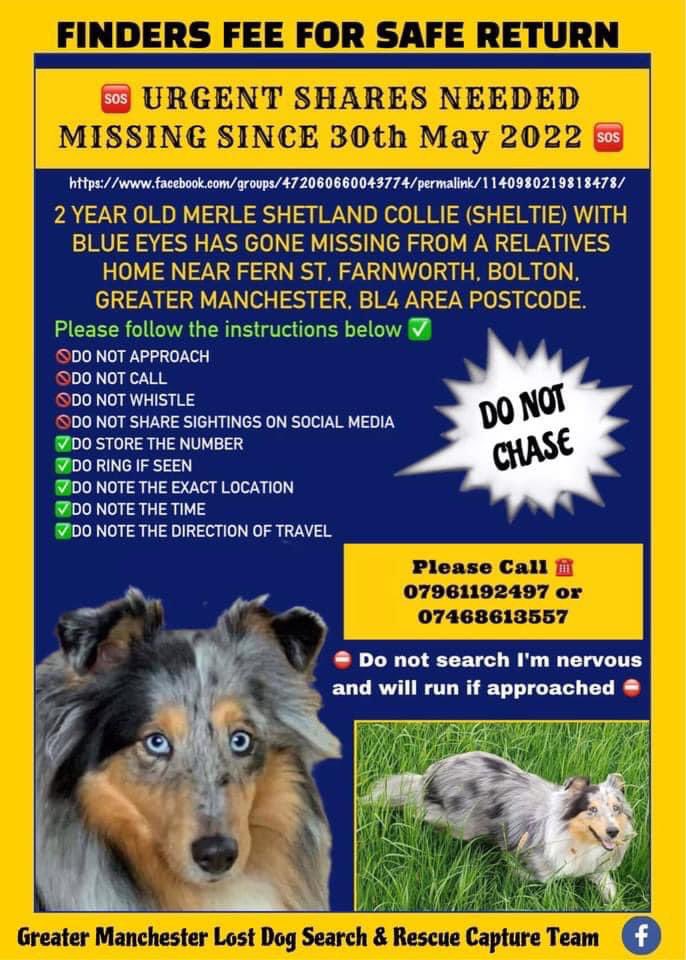#findBonnie 

NOT A #Spaniel she’s a blue Merle #sheltie 
MISSING SINCE 30/5/22 
She’s from #FARNWORTH BUT COULD BE IN SURROUNDING AREAS 
#LittleHulton #OverHulton #CliftonCountryPark #MosesGateCountryPark #Linnyshaw #LittleLever #Burnden 🆘 please RT / 👀 facebook.com/groups/5882621…