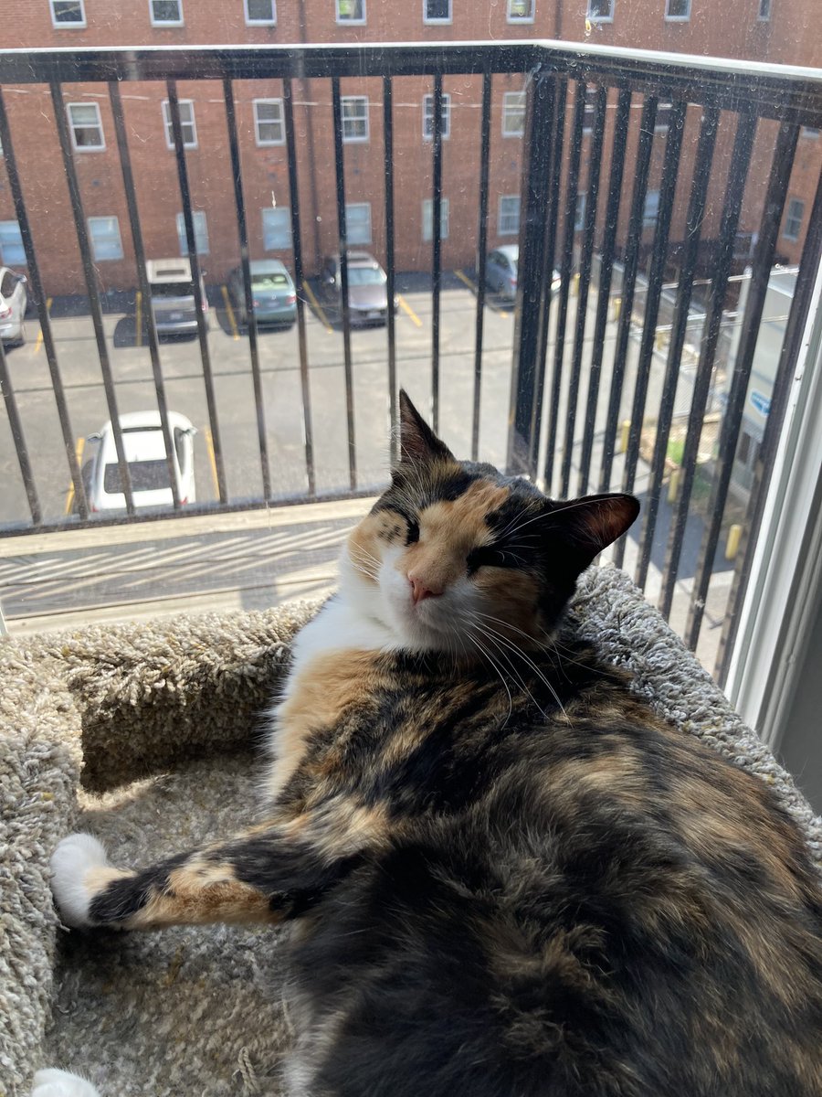 The smug look of not paying rent.