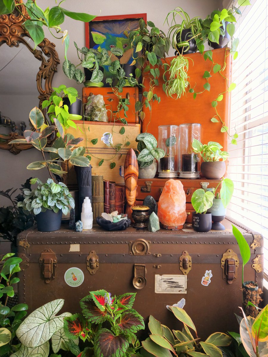 Greenest intentions 💚

instagram.com/7thSon92

#plants #planttwitter #plantdad #houseplanthour #houseplants #gardensoftwitter #aesthetics