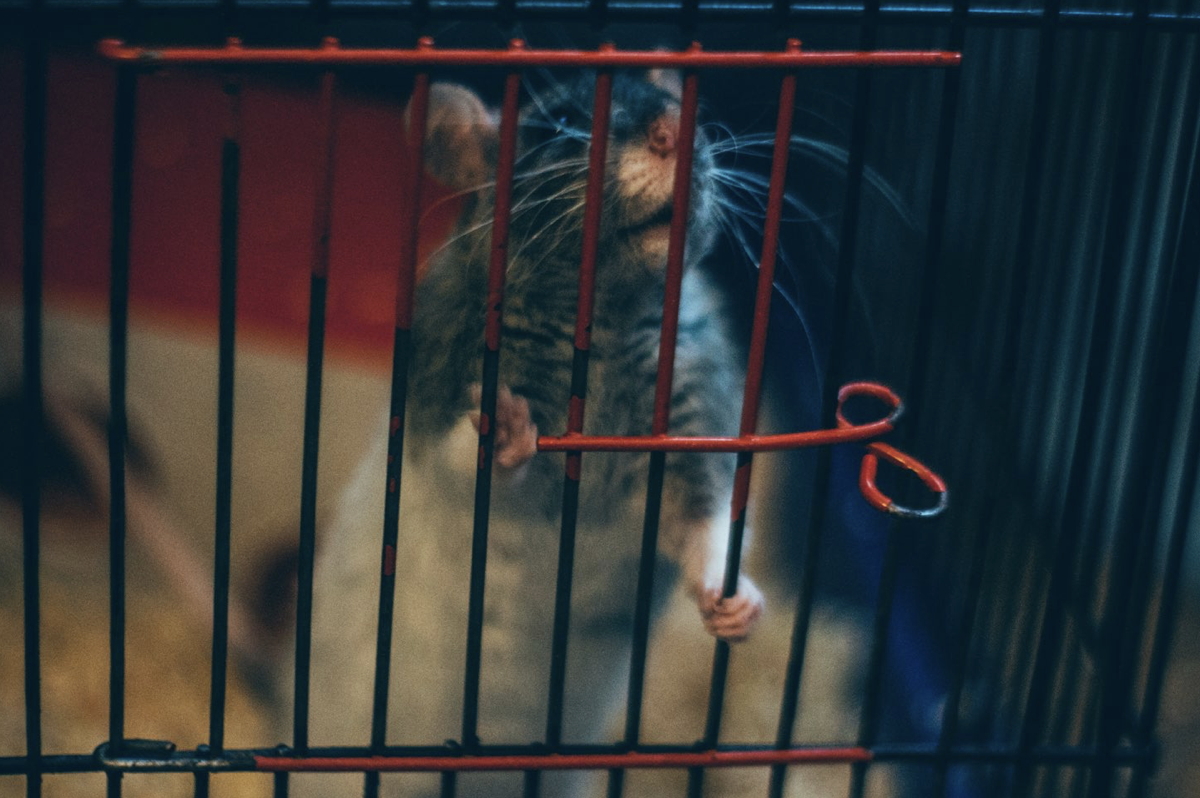 SteveCodrington's tweet image. In my latest article on school leadership and board governance, I discuss the importance of professional development, referring to some insights I gained from an experience with a mouse I had when I was working in Hong Kong - optimalschool.com/chinese-mice-d….