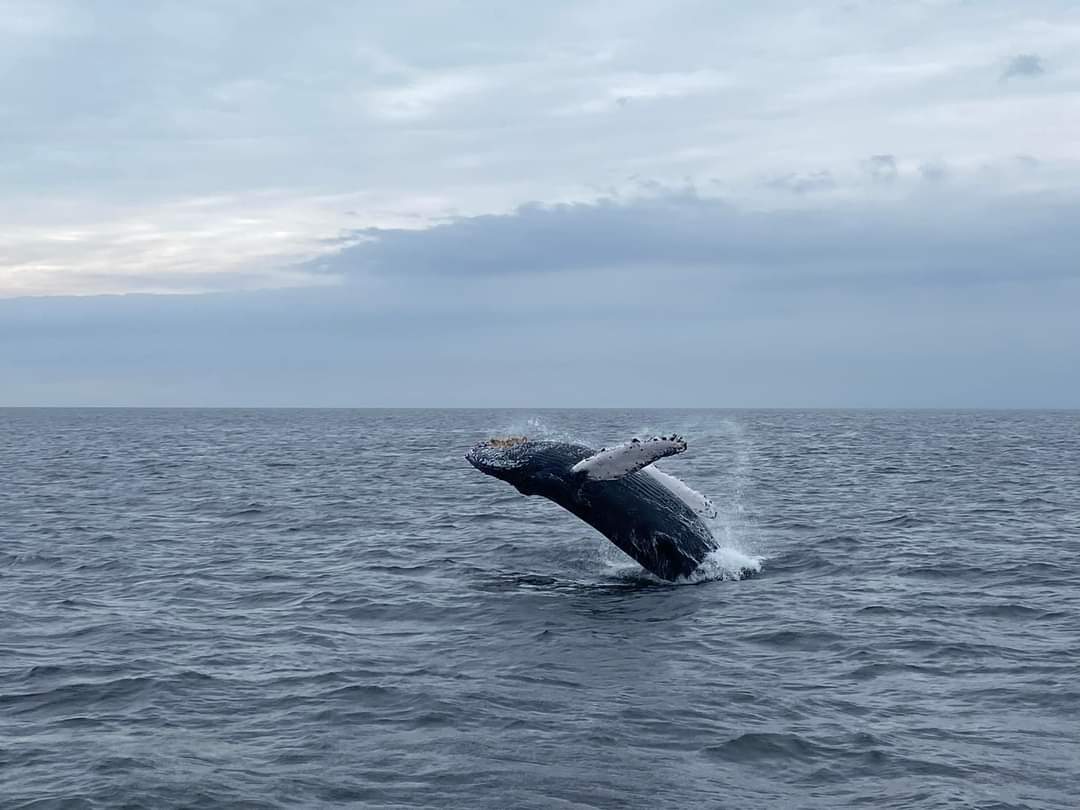 Ayer vimos una ballena jorobada juvenil en la bahía de #mejillones

📸 Juan Antonio Menares

#NortedeChile