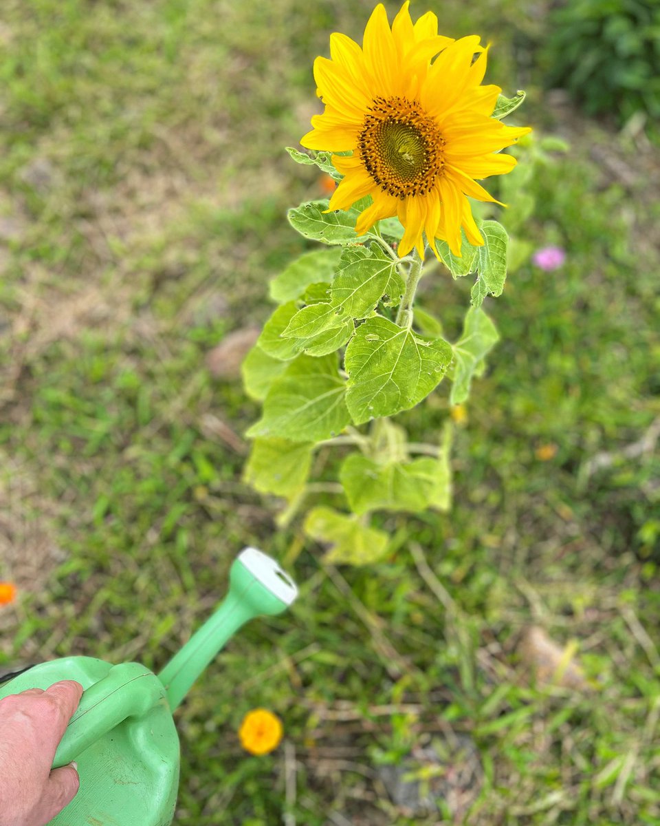 🌻Garden activities provide residents with life skills that are transferable to the outside world.
#outdoortherapy