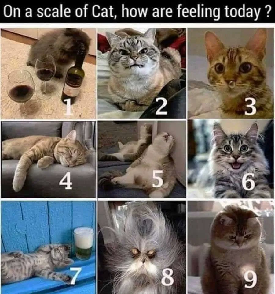 What is your cat level today? #ItsStillTuesday #AuthorLife