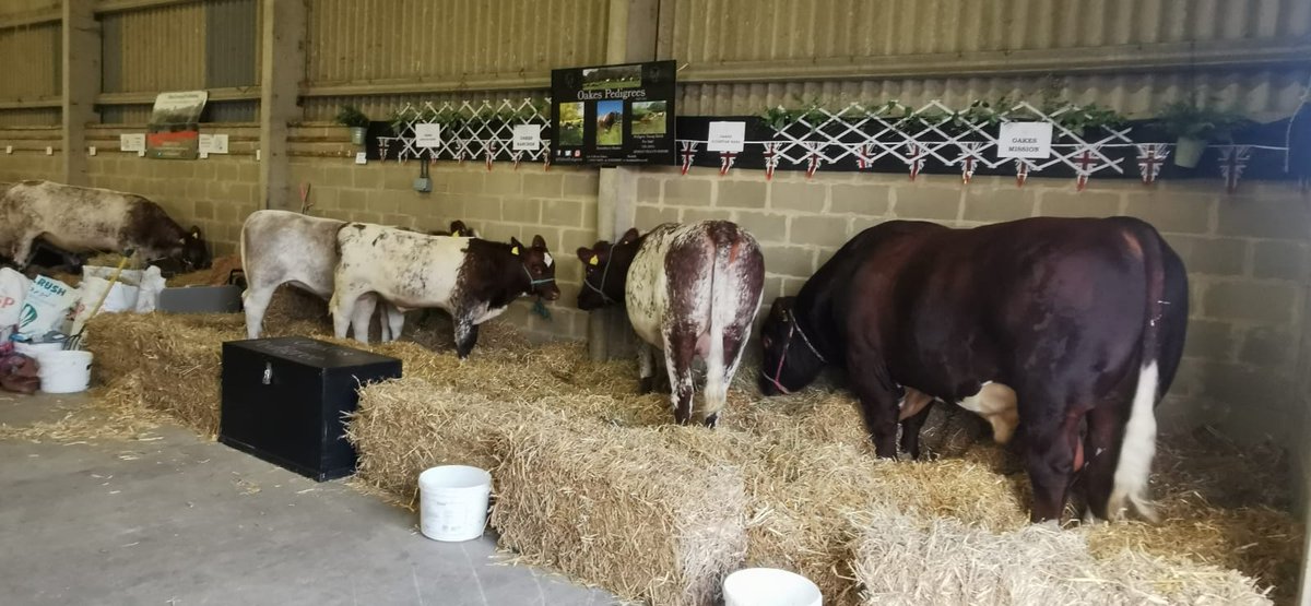 oakespedigrees's tweet photo. All ready @norfolkshow bring on showing tomorrow ππ€βΊοΈ #beefshorthorn #homebred #nativebred https://t.co/eZV7xUTVam