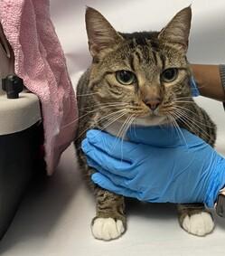 RETURN- ADOPTED AS A KITTEN BACK IN 2018. Spectacular Sophie is 4 year old, brown tabby and white, female, domestic shorthair who was surrendered by her owner due to allergies in the home. She lived in the home with her owner and their family for 4 years.
facebook.com/NYCDEATHROWCAT…