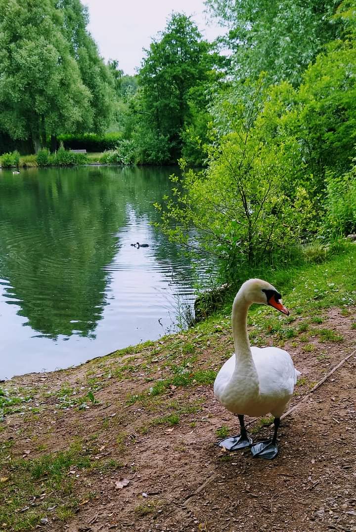 🦢🦢🌿