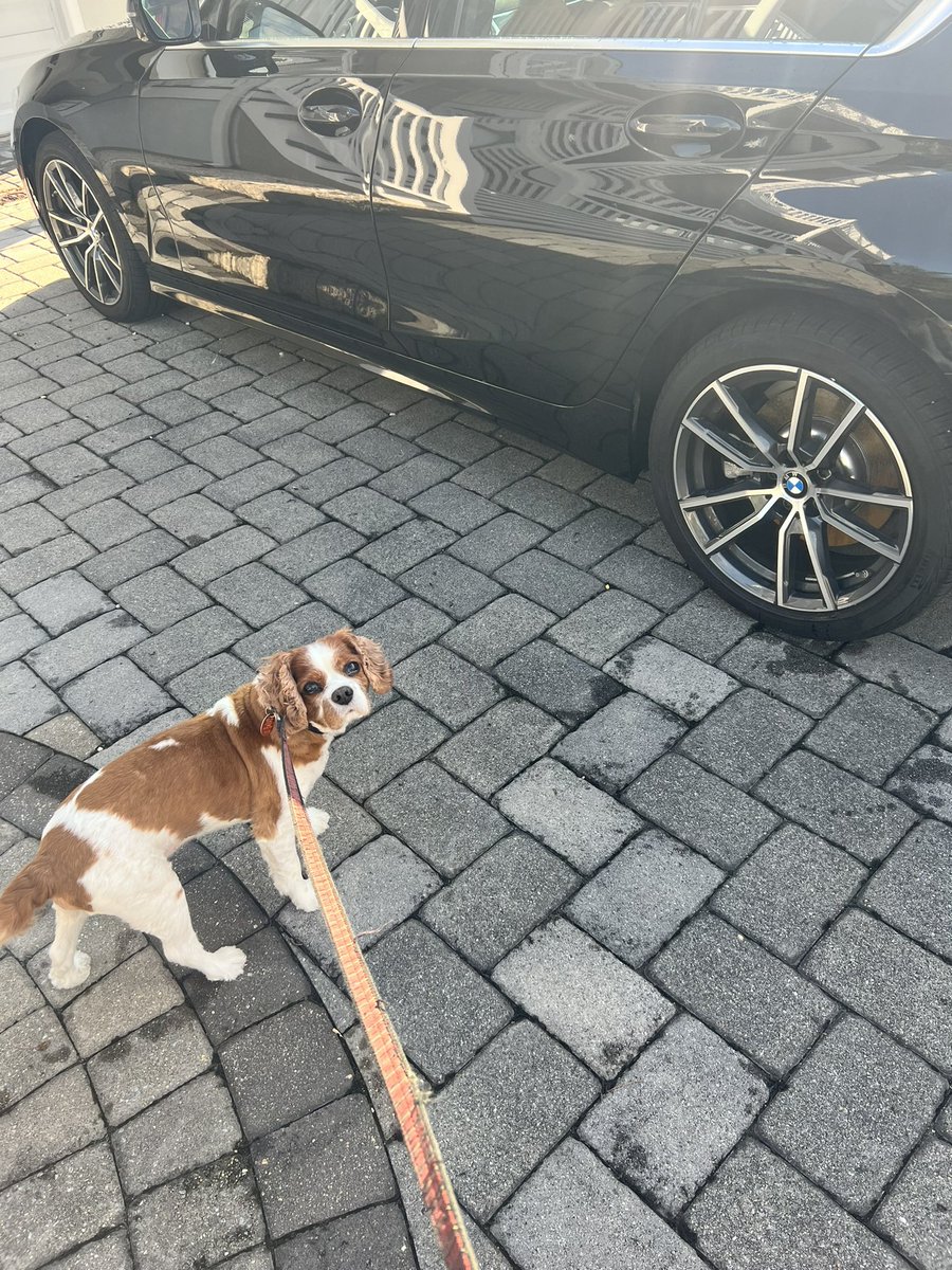 B.W. Carlin on Twitter "Peed on my car"