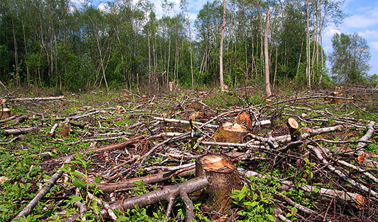Desmatamento: recuperação de área degradada não impede aplicação de multa do Ibama por infração ambiental - bit.ly/3OvottY