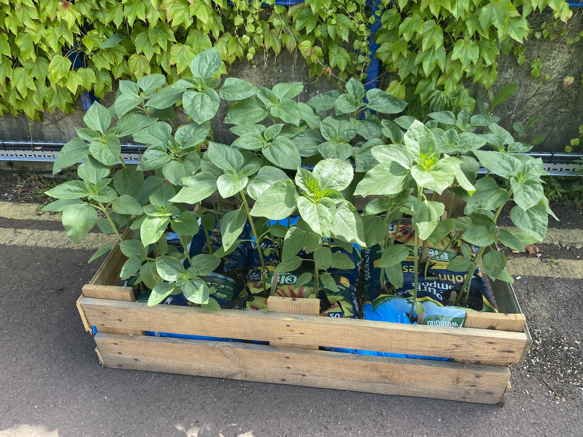 Jules56525's tweet photo. Our beautiful well-being sunflowers 🌻 outside ED growing strong. Thanks @Dr_HarBar for the positivity 🌻#wellbeing #growing #greenspace #EmergencyNurses #emergencydoc @HHFTnhs https://t.co/3OdJWblCgy