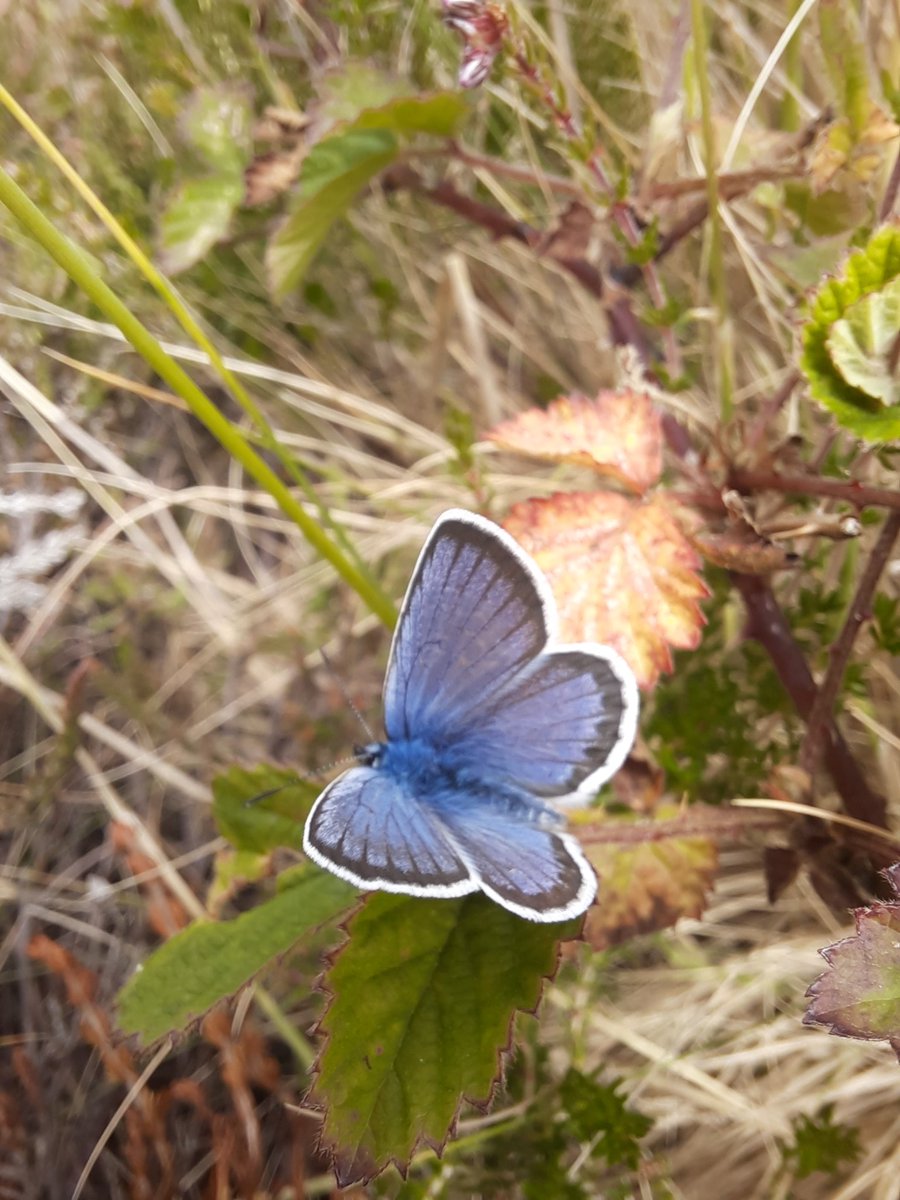 Day 28 #30DaysWild great day at a new reserve spotting silver studded  blues