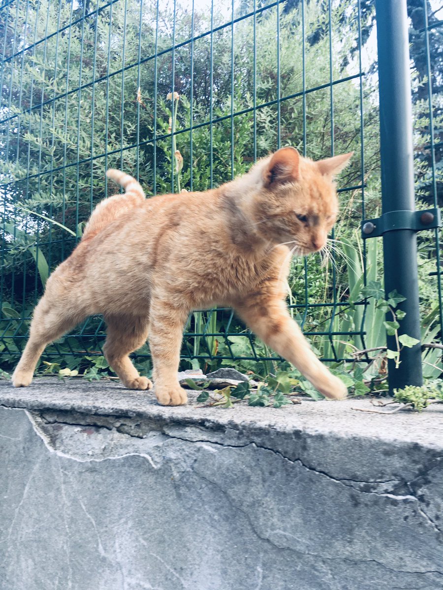 SrMfox's tweet photo. Tygrys otmuchowski :) kot szczęśliwy :) #spotkany_po_drodze https://t.co/J55hfCbzZ6