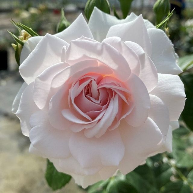 So very sad to hear the news of the death of Dame Deborah James. Beautiful person and a beautiful rose in her memory for #Rosewednesday (not my picture) RIP #bowelcancerawareness #DeborahJames