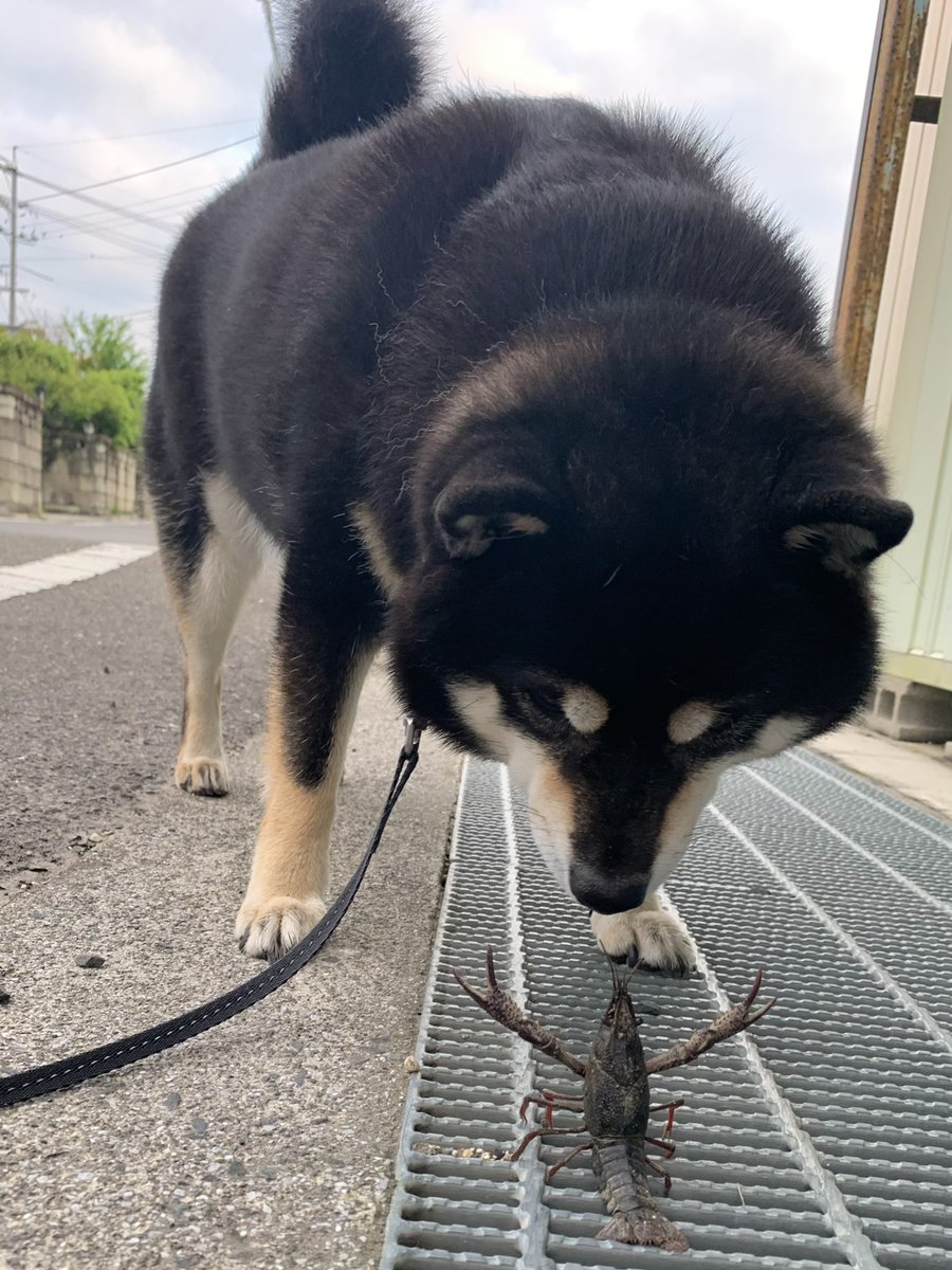 散歩中の柴犬がザリガニと遭遇 イエーイ 嬉しそうなダブルピースに面白コメント殺到 鼻を挟まれる5秒前 この後どうなった まいどなニュース