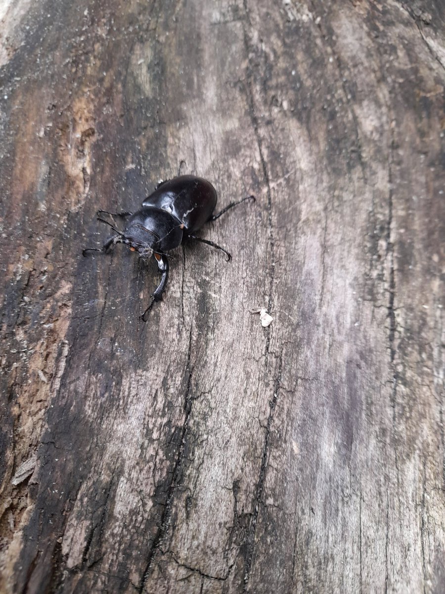 Ksehmi5's tweet photo. First of the season's #StagBeetle is out. It maybe the 
#LesserStagBeetle #DorcusParallelipipedus but it is always welcome. The larger cousin #LucanusCervus will follow soon as the weather is just right! https://t.co/rdp7Ae1hLC