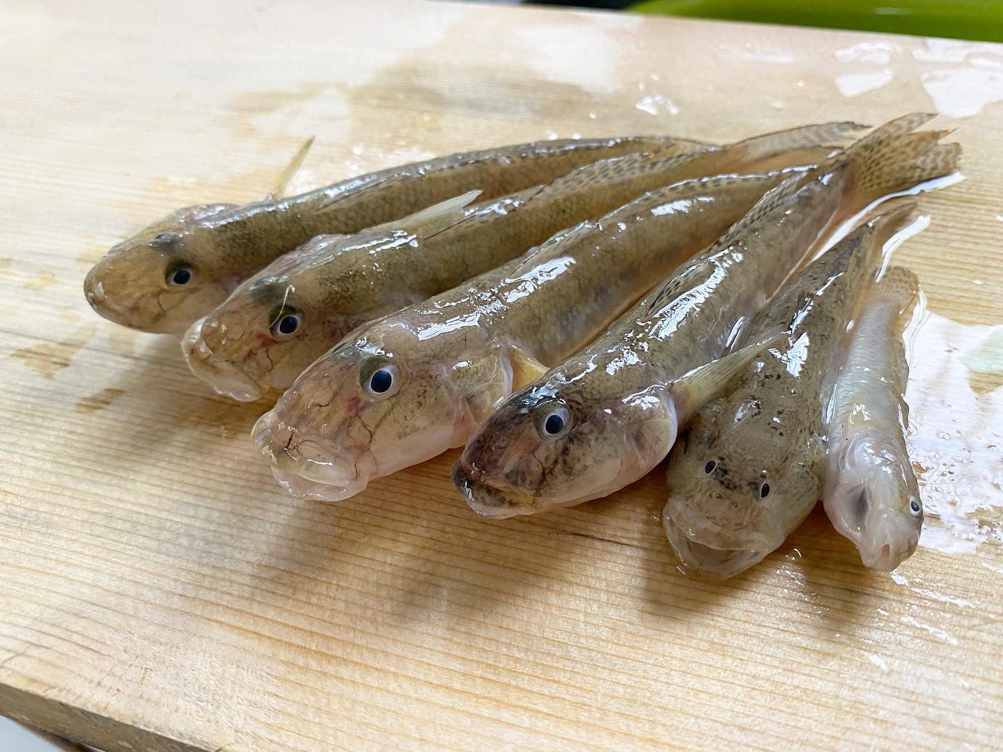 酒の魚 Twitter Search Twitter