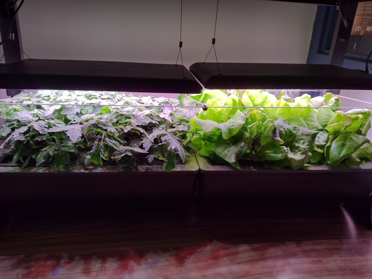 CobequidC's tweet photo. Salad time! Grown locally in the foyer. @CCRCE_HPS https://t.co/43XpxMofWG