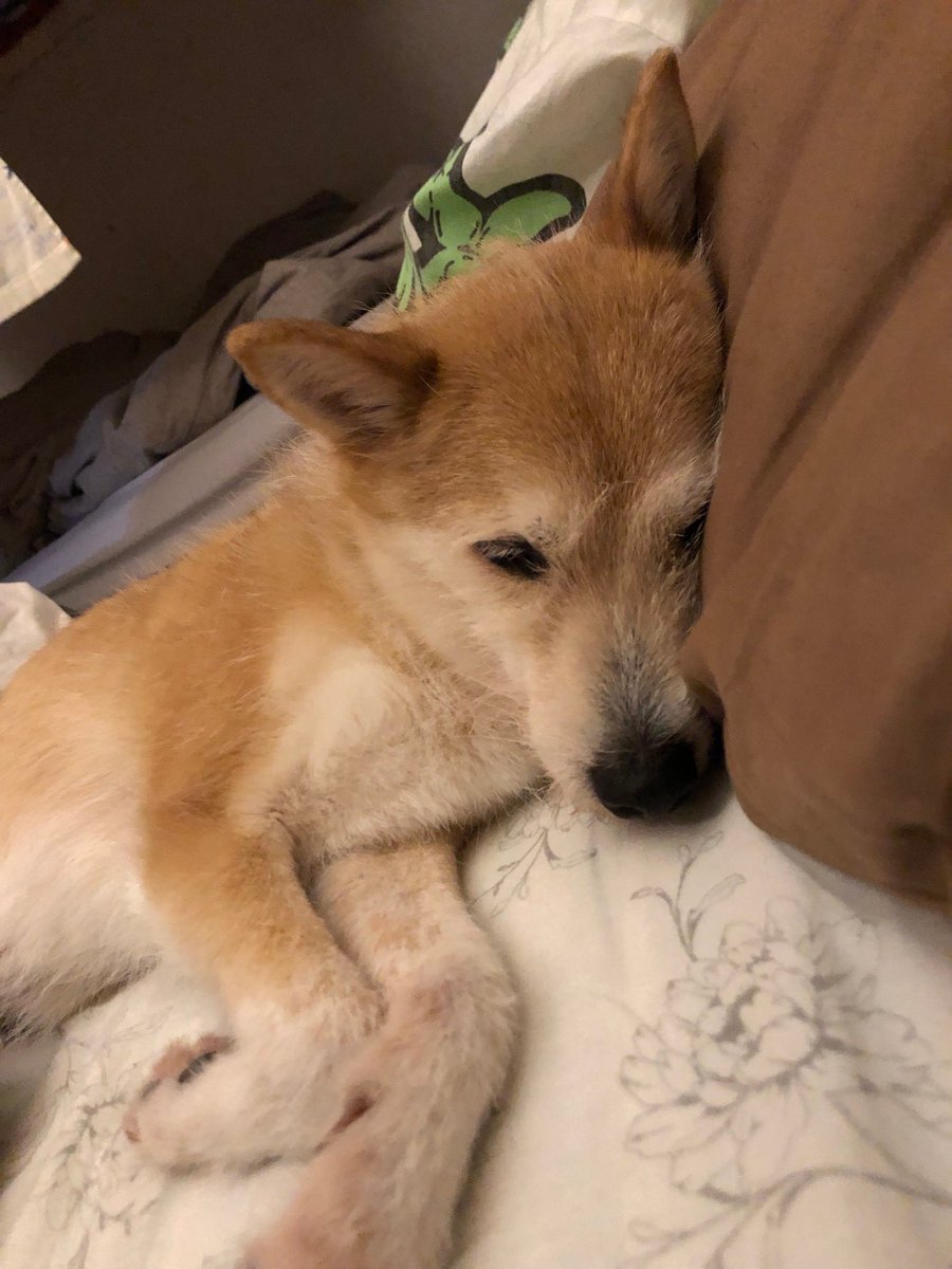 wachageri's tweet photo. @maigo_dog_ 【犬を探しています。】

・6月27日16時頃から行方不明
・沖縄県宜野湾市真志喜
・「ひっか」という名前です
・カラフルな首輪をつけてます
・柴犬とテリア系のミックスです
・中型のメスです

いつも誰かと一緒に寝る寂しがりやです
どこかで見かけましたら、ご連絡ください
#沖縄
#宜野湾
#拡散希望 https://t.co/IFetRSoTsu