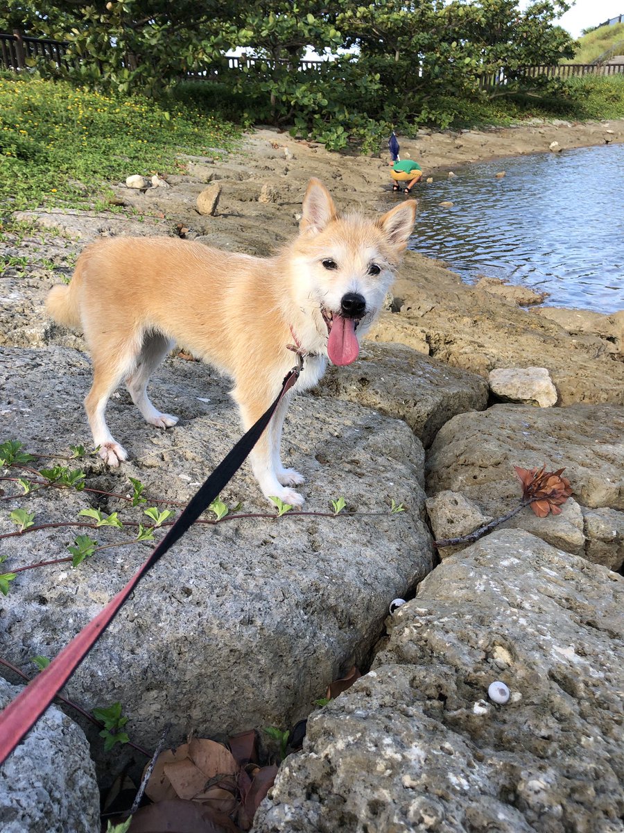 wachageri's tweet photo. @dogcathelp2016 【犬を探しています。】

・6月27日16時頃から行方不明
・沖縄県宜野湾市真志喜
・「ひっか」という名前です
・カラフルな首輪をつけてます
・柴犬とテリア系のミックスです
・中型のメスです

いつも誰かと一緒に寝る寂しがりやです
どこかで見かけましたら、ご連絡ください
#沖縄
#宜野湾
#拡散希望 https://t.co/ZLkufDcdSv