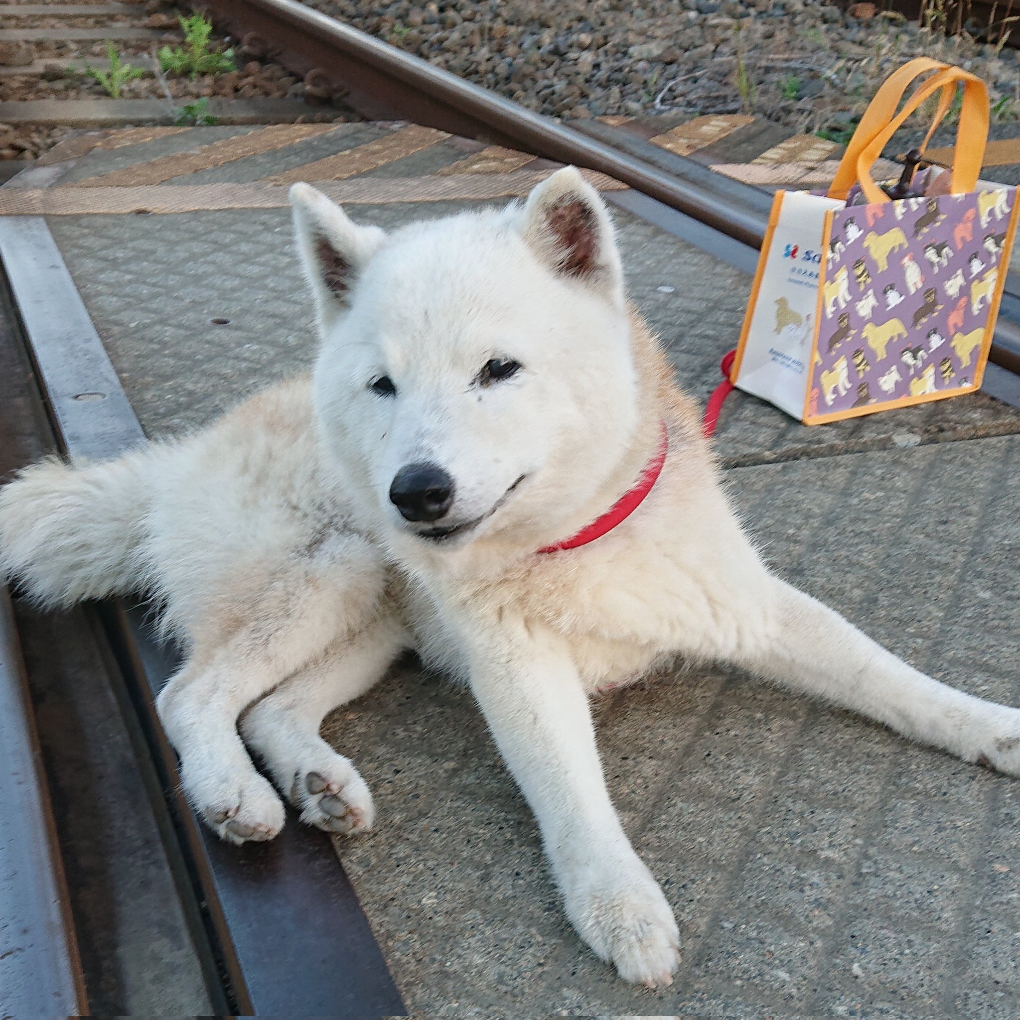 柴犬ミキ 17才9ヶ月 お空へ Masaki Nitta Twitter