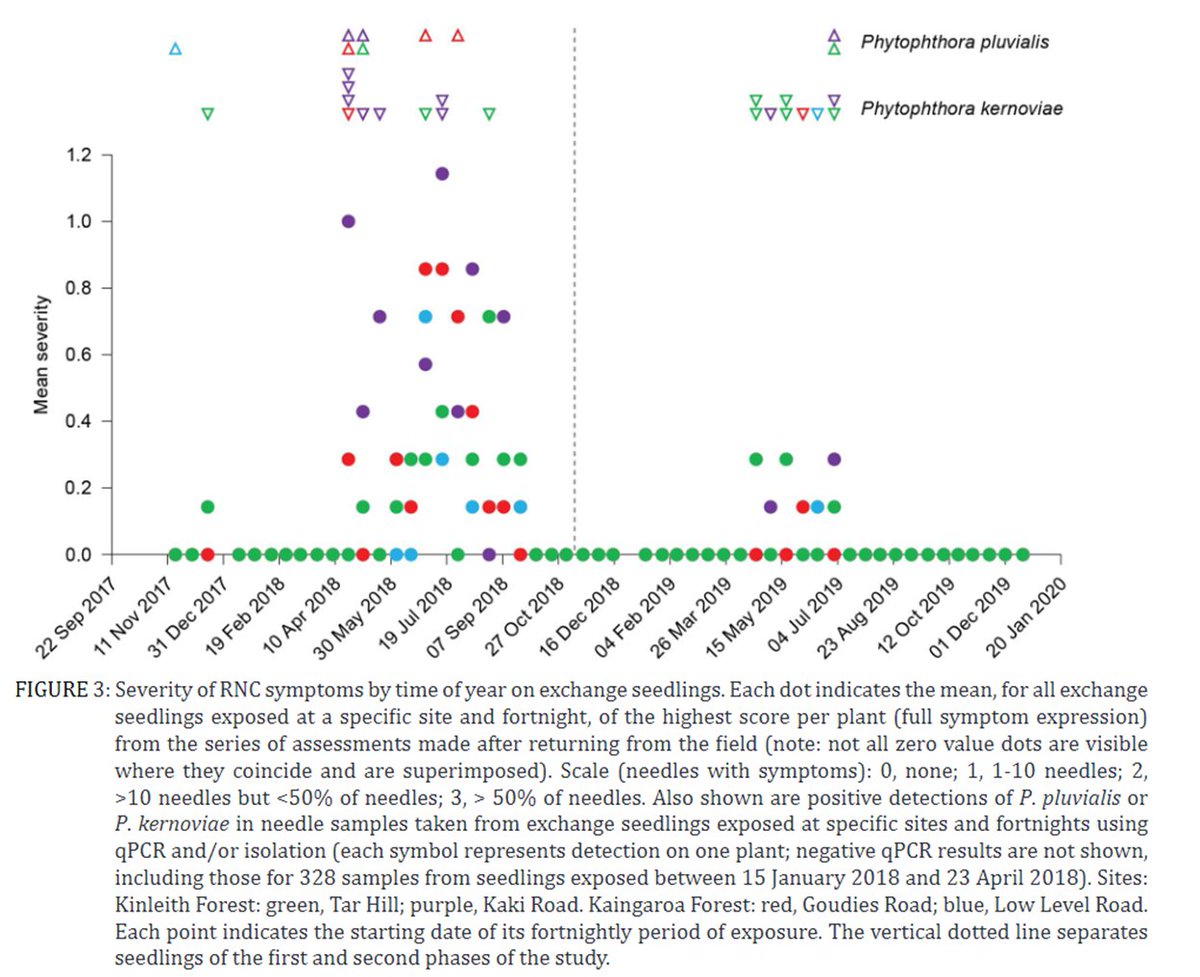 New paper: infection period of Phytophthora pluvialis and P. kernoviae in NZ radiata pine plantations. Trap plants exchanged fortnightly over two years. Infections predominantly between autumn and spring. nzjforestryscience.nz/index.php/nzjf… <a href="/scion_research/">Scion Research</a>