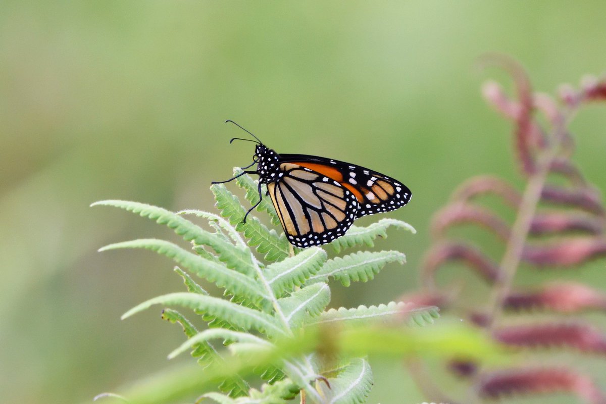 KaiTheFishGuy tweet media