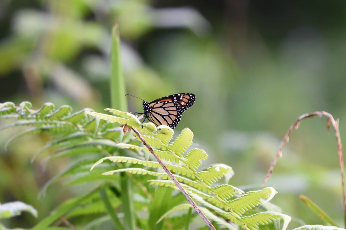 KaiTheFishGuy tweet media